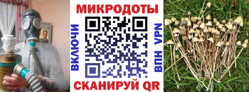 Галлюциногенные грибы Psilocybine cubensis  Барабинск 